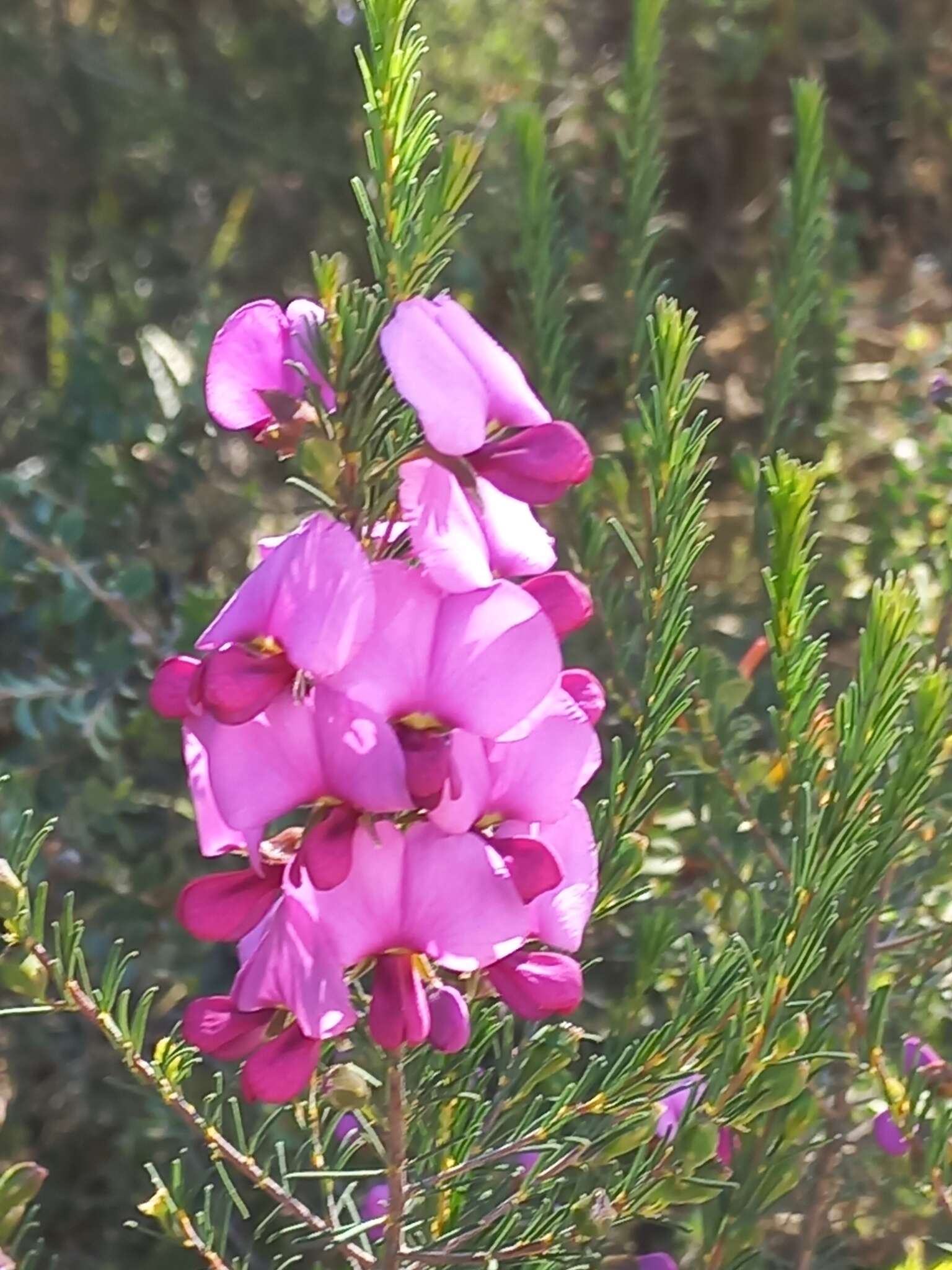 Слика од Gompholobium scabrum Sm.