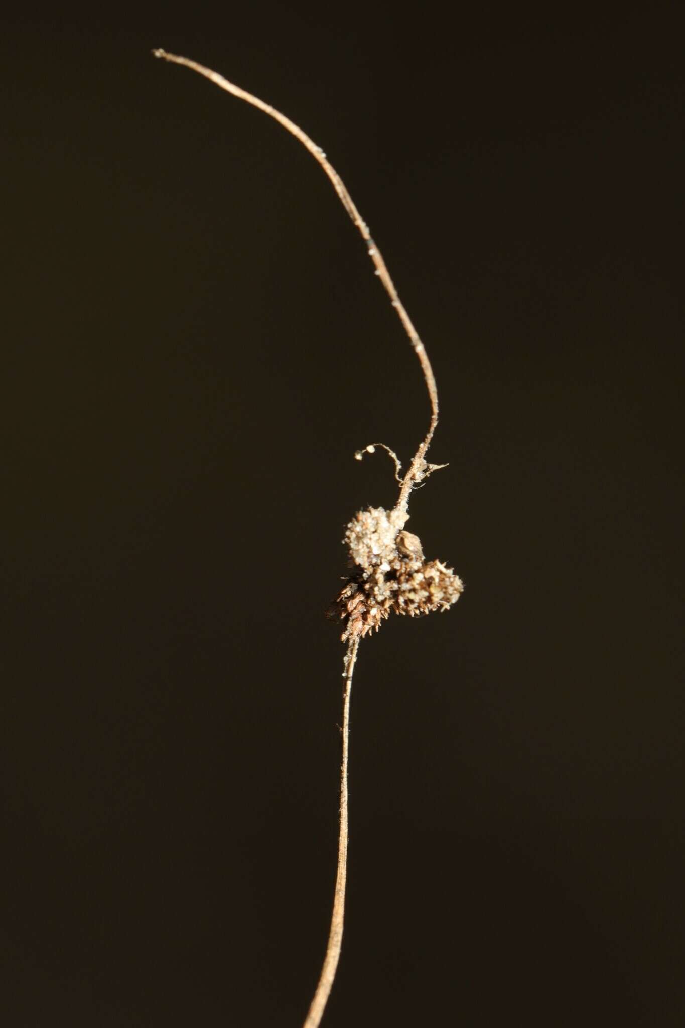 Image of Small-Flower Halfchaff Sedge