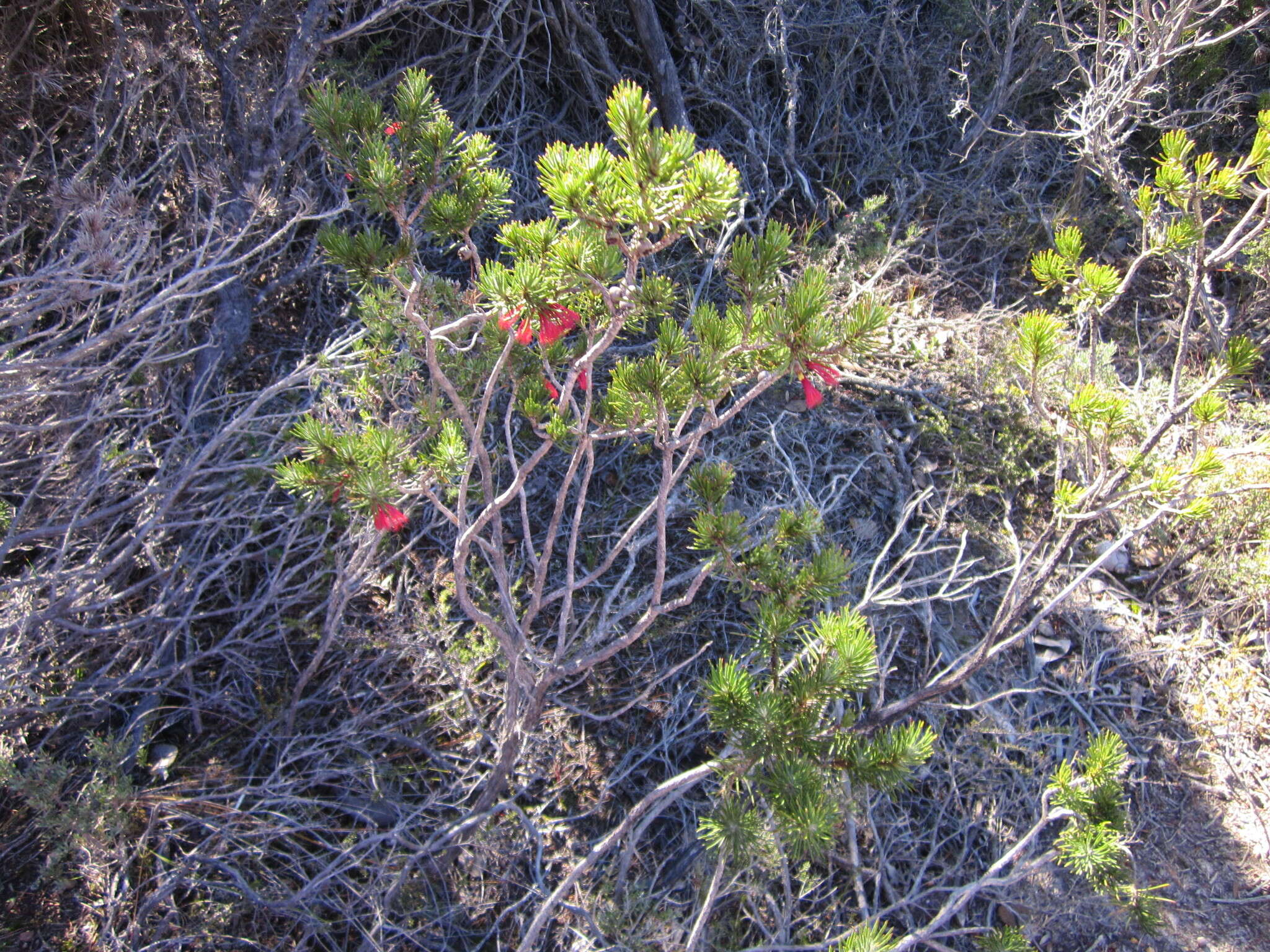 Image of Melaleuca hislopii Craven & R. D. Edwards