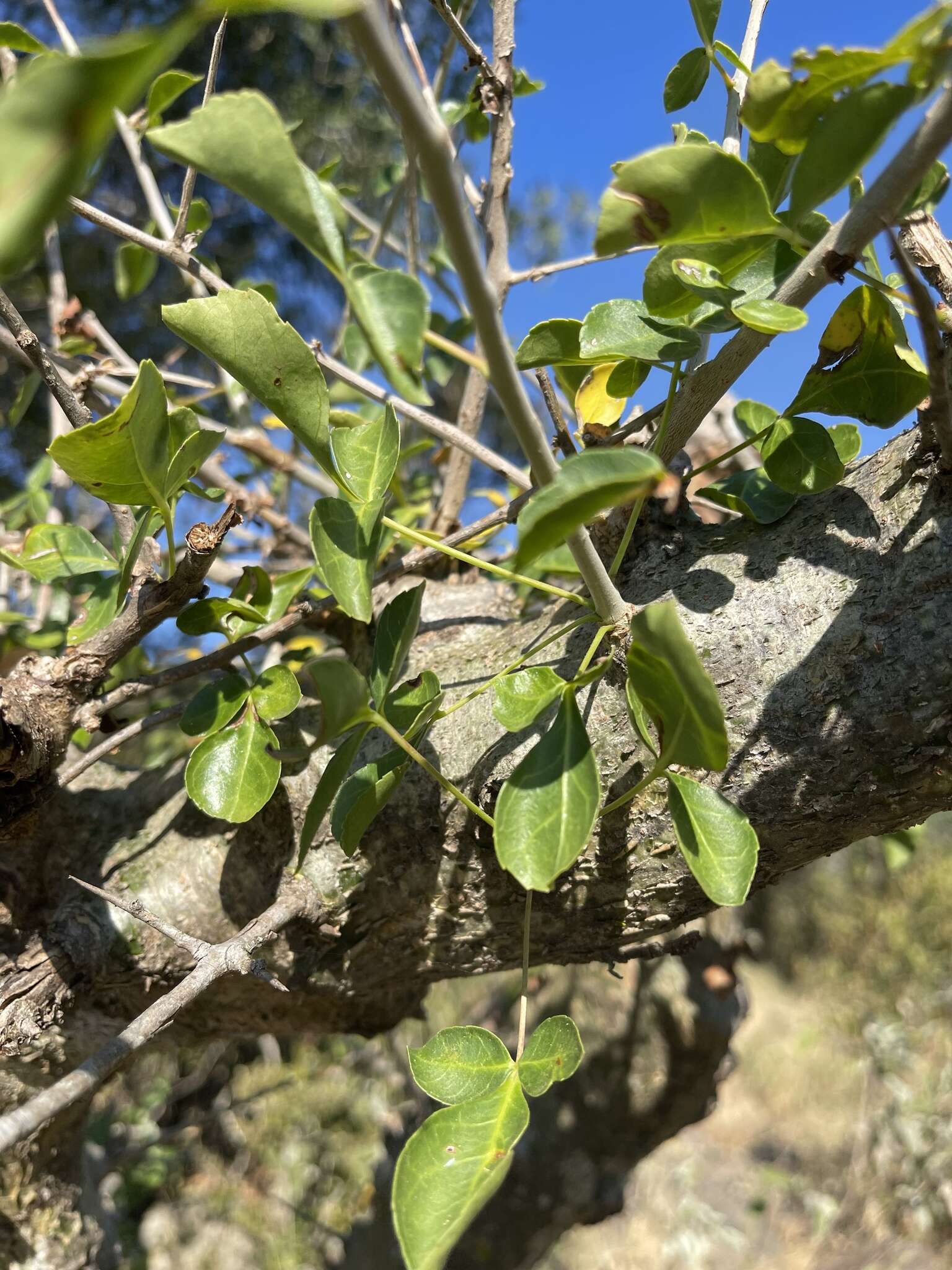 Image of Sweet-root corkwood