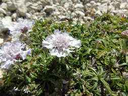 Image de Lomelosia crenata subsp. dallaportae (Boiss.) W. Greuter & Burdet