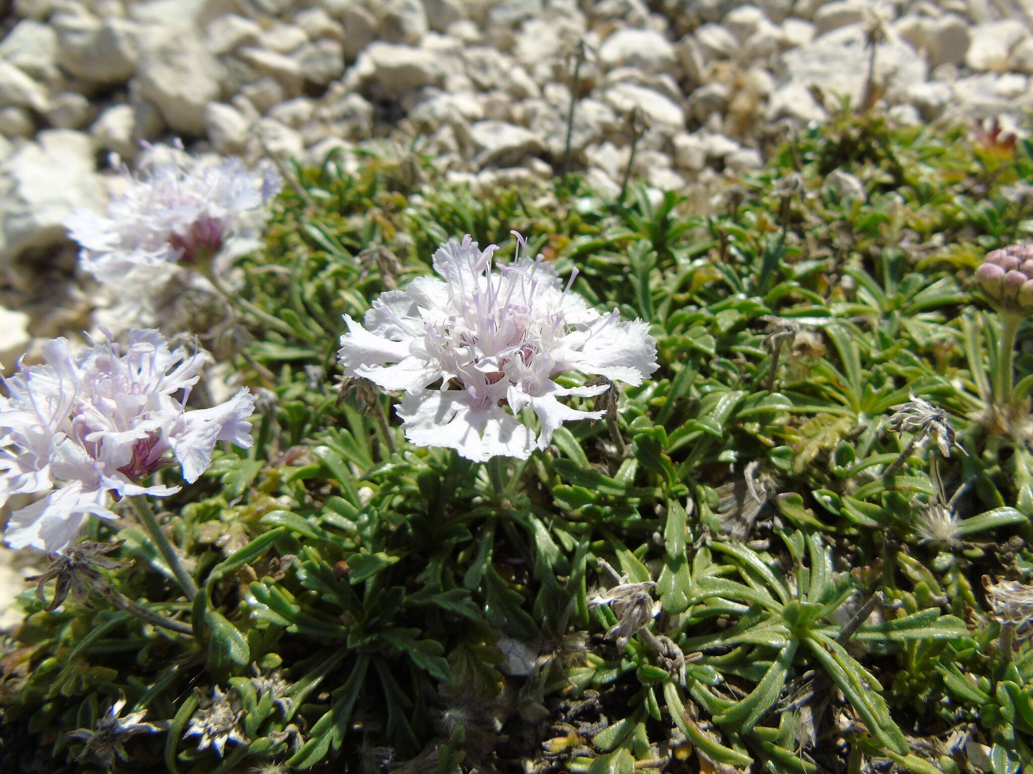 Sivun Lomelosia crenata subsp. dallaportae (Boiss.) W. Greuter & Burdet kuva