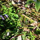 Imagem de Aconitum kusnezoffii Rchb.