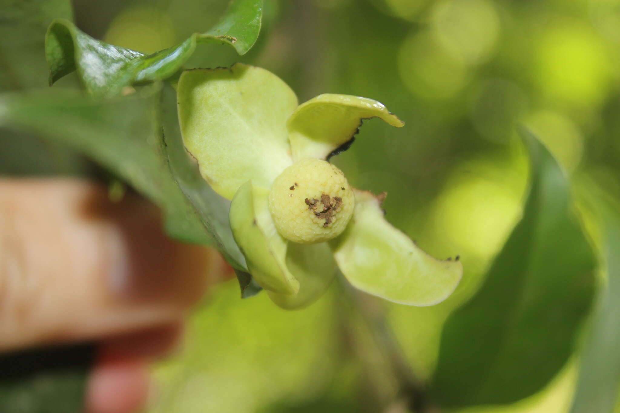 Image of Cymbopetalum hintonii Lundell