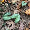 Image of Asarum splendens (F. Maek.) C. Y. Cheng & C. S. Yang