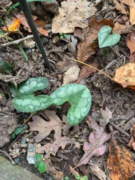 Image of Asarum splendens (F. Maek.) C. Y. Cheng & C. S. Yang