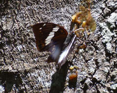 Imagem de Charaxes cithaeron Felder 1859