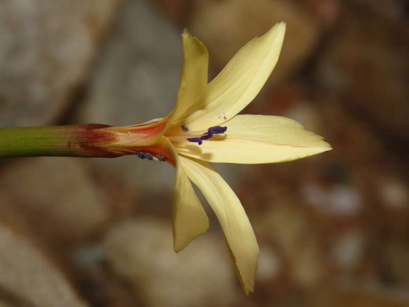 Image of Dianthus caespitosus Thunb.