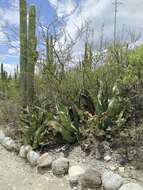 Image of Agave marmorata Roezl