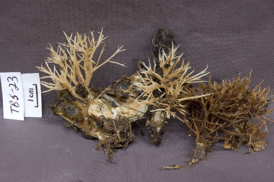 Image of <i>Pterula</i>