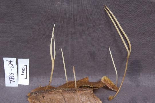 Image of <i>Pterula</i>