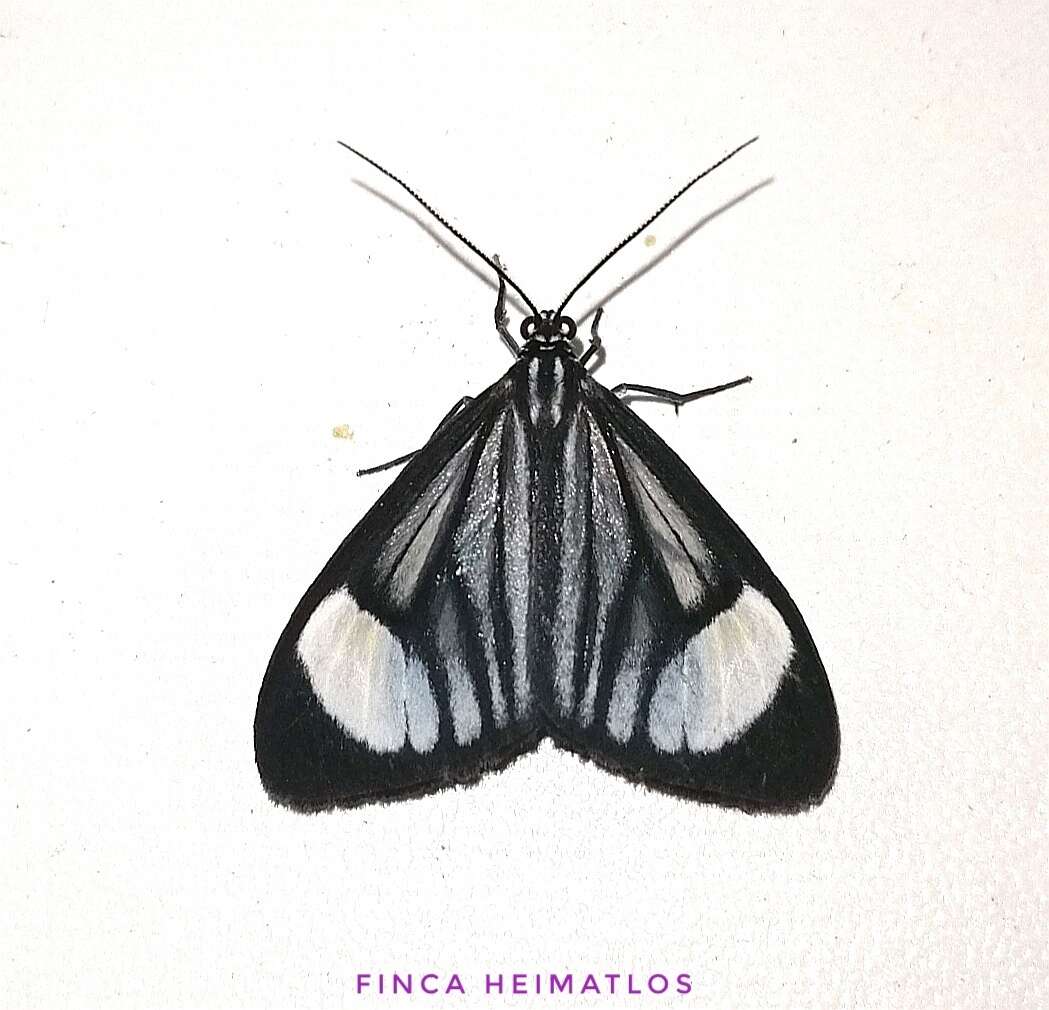 Image of Monocreagra pheloides Felder 1874
