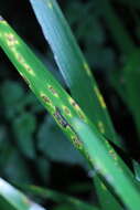 Image of Puccinia iridis Wallr. 1844