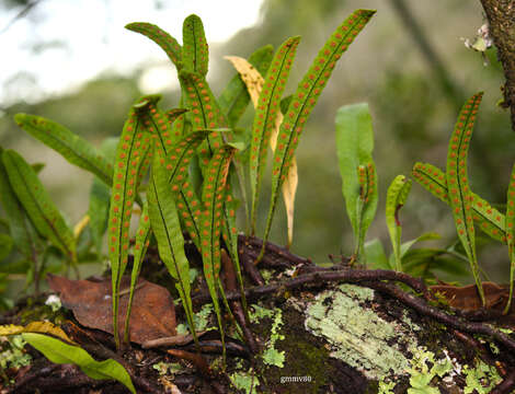 Image de Microgramma squamulosa (Kaulf.) Sota