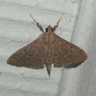 Image of Dusky Herpetogramma