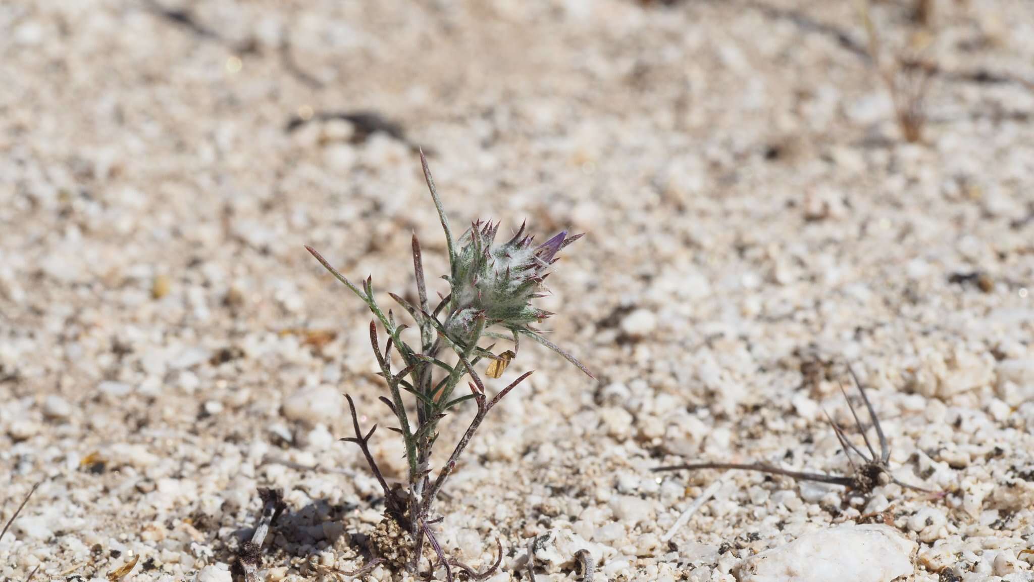 Image de Eriastrum eremicum subsp. eremicum