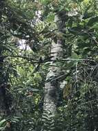 Image of Silvery-brown Bare-face Tamarin