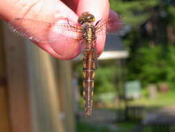 Image of Broad-tailed Shadowdragon