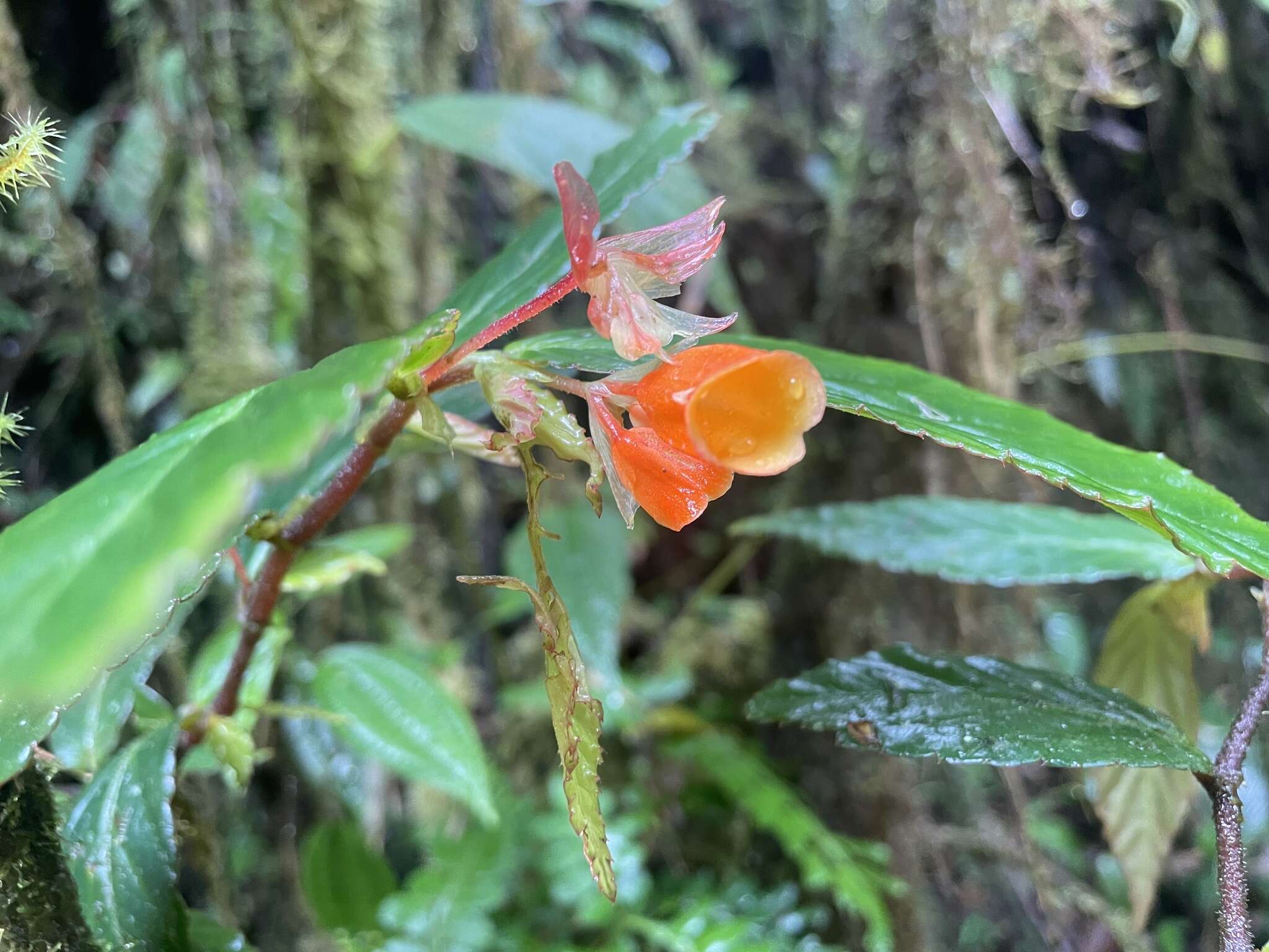 Image of Begonia silverstonei Jara