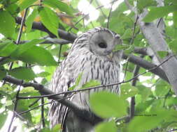 Image of Ural Owl