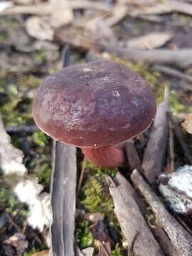 Image of Boletus tasmanicus Hongo & A. K. Mills 1989