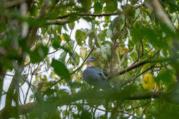 Image of Ashy Wood Pigeon