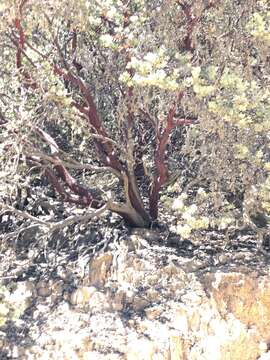 Слика од Arctostaphylos luciana P. V. Wells