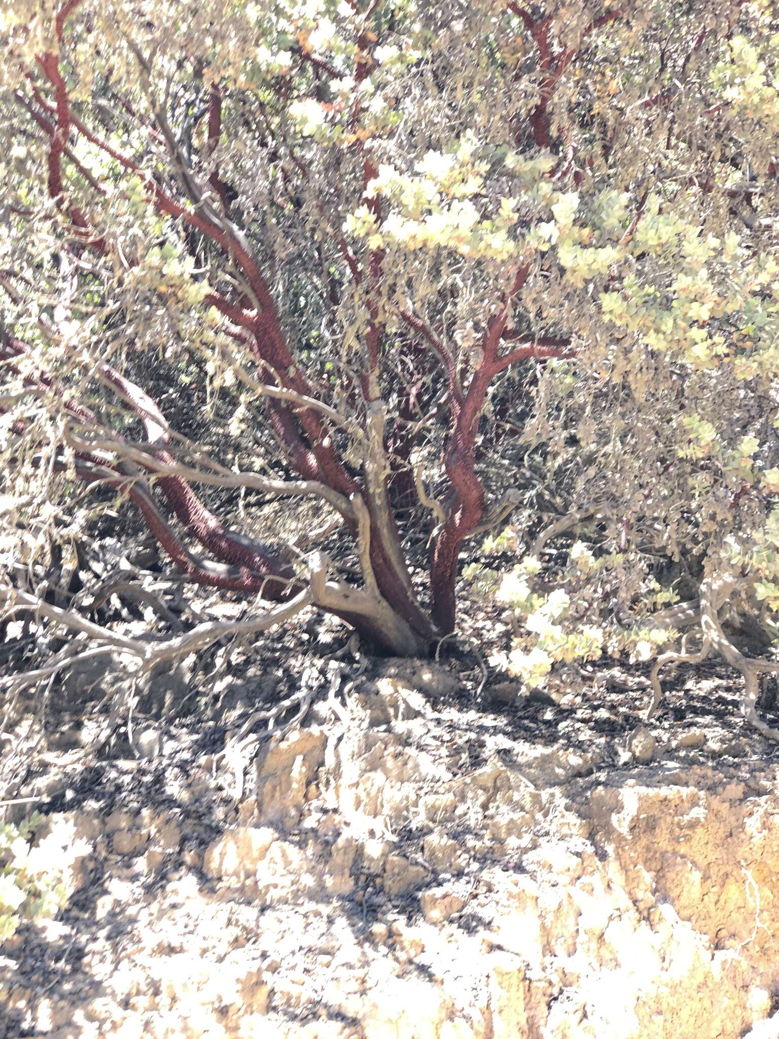 Imagem de Arctostaphylos luciana P. V. Wells