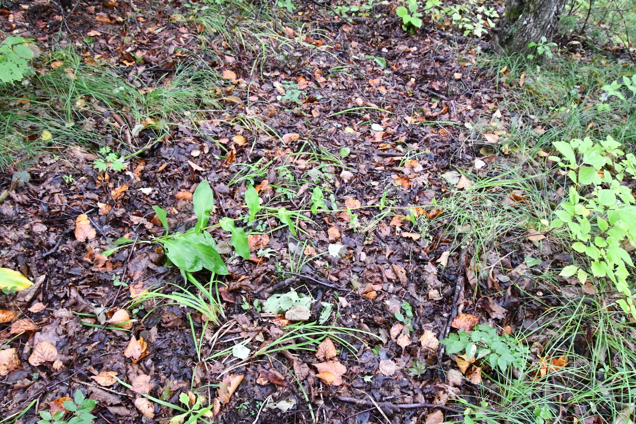 Image of Bupleurum longiradiatum Turcz.