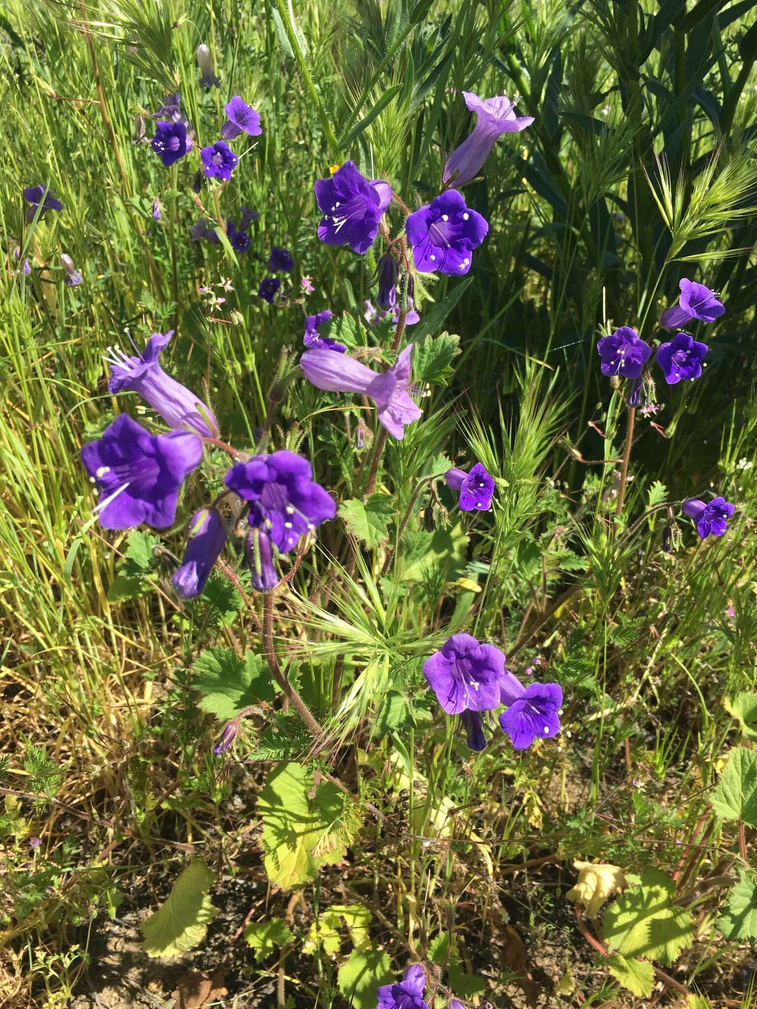 Image of wild canterbury bells