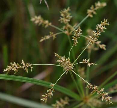 Image de Cyperus exaltatus Retz.