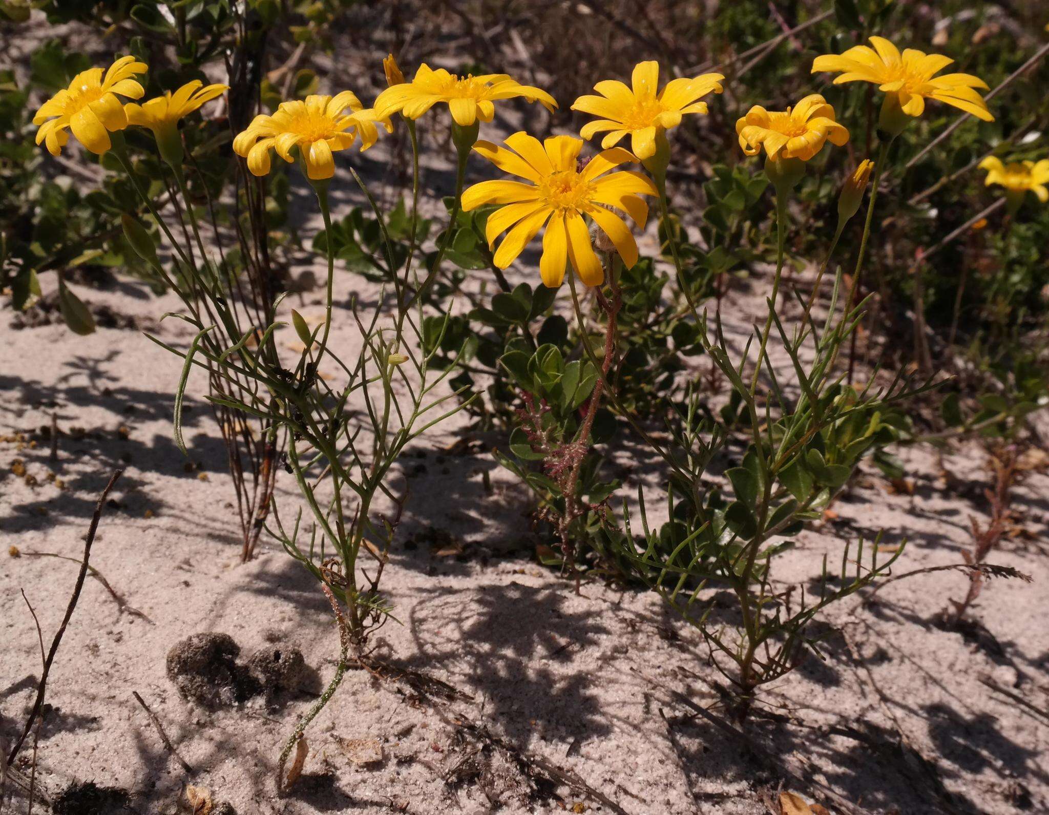 Image of Steirodiscus tagetes (L.) Schltr.