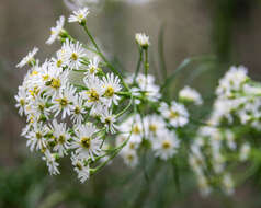 Image of swamp daisy-bush