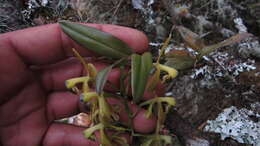 Image of Epidendrum erosum Ames & C. Schweinf.