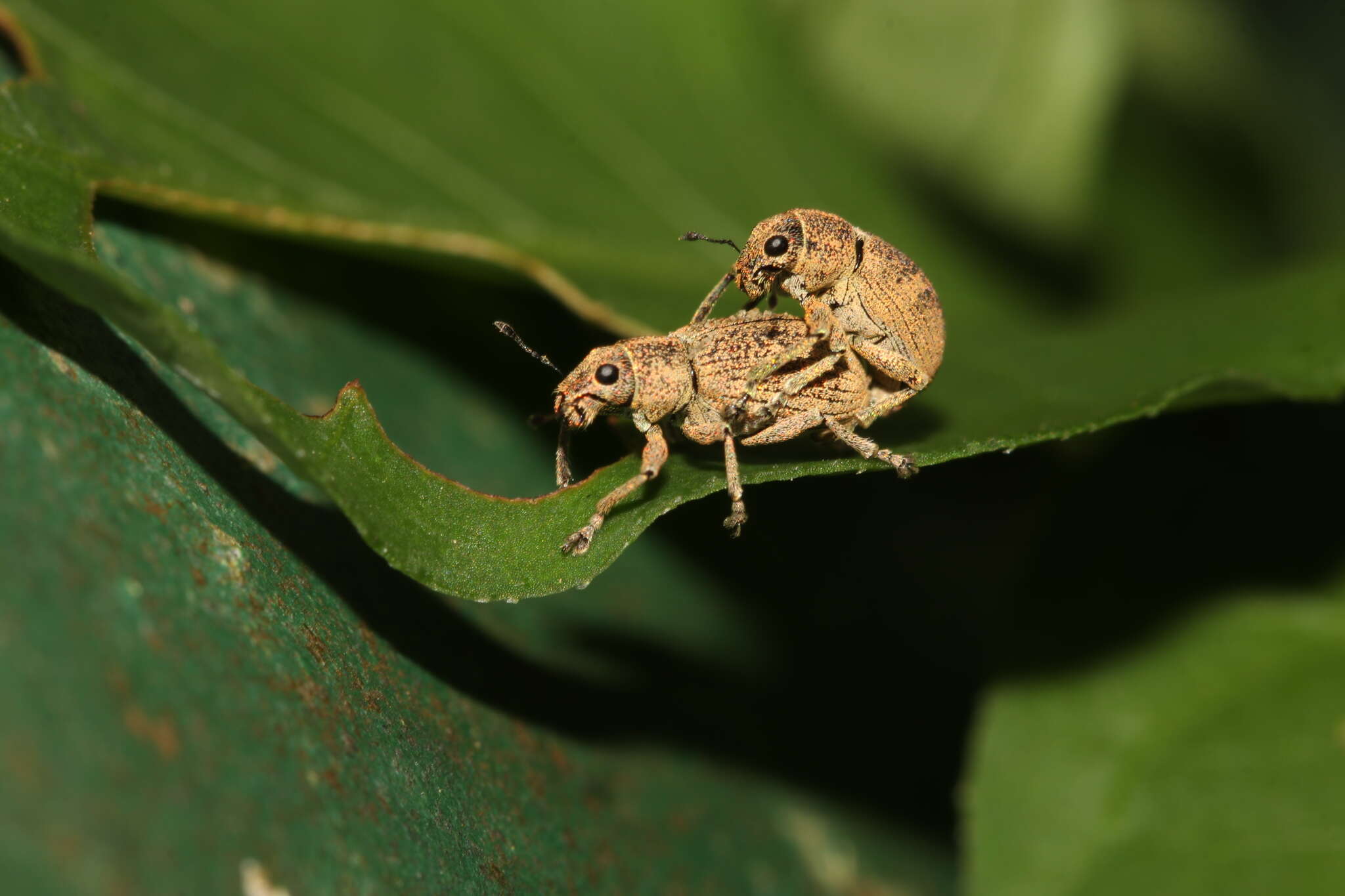 Image of Eugnathus distinctus Roelofs 1873