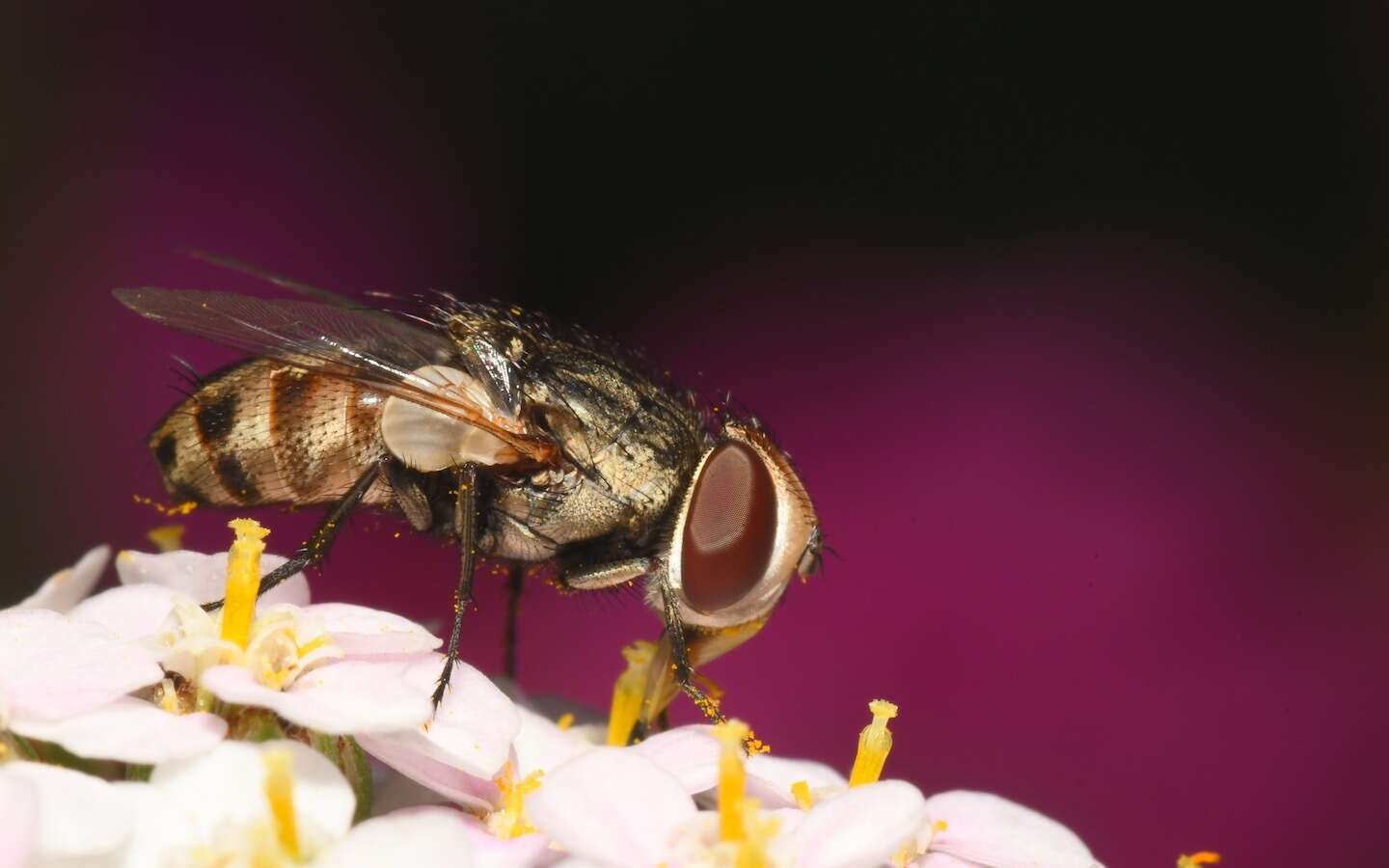 صورة Miltogramma punctata Meigen 1824