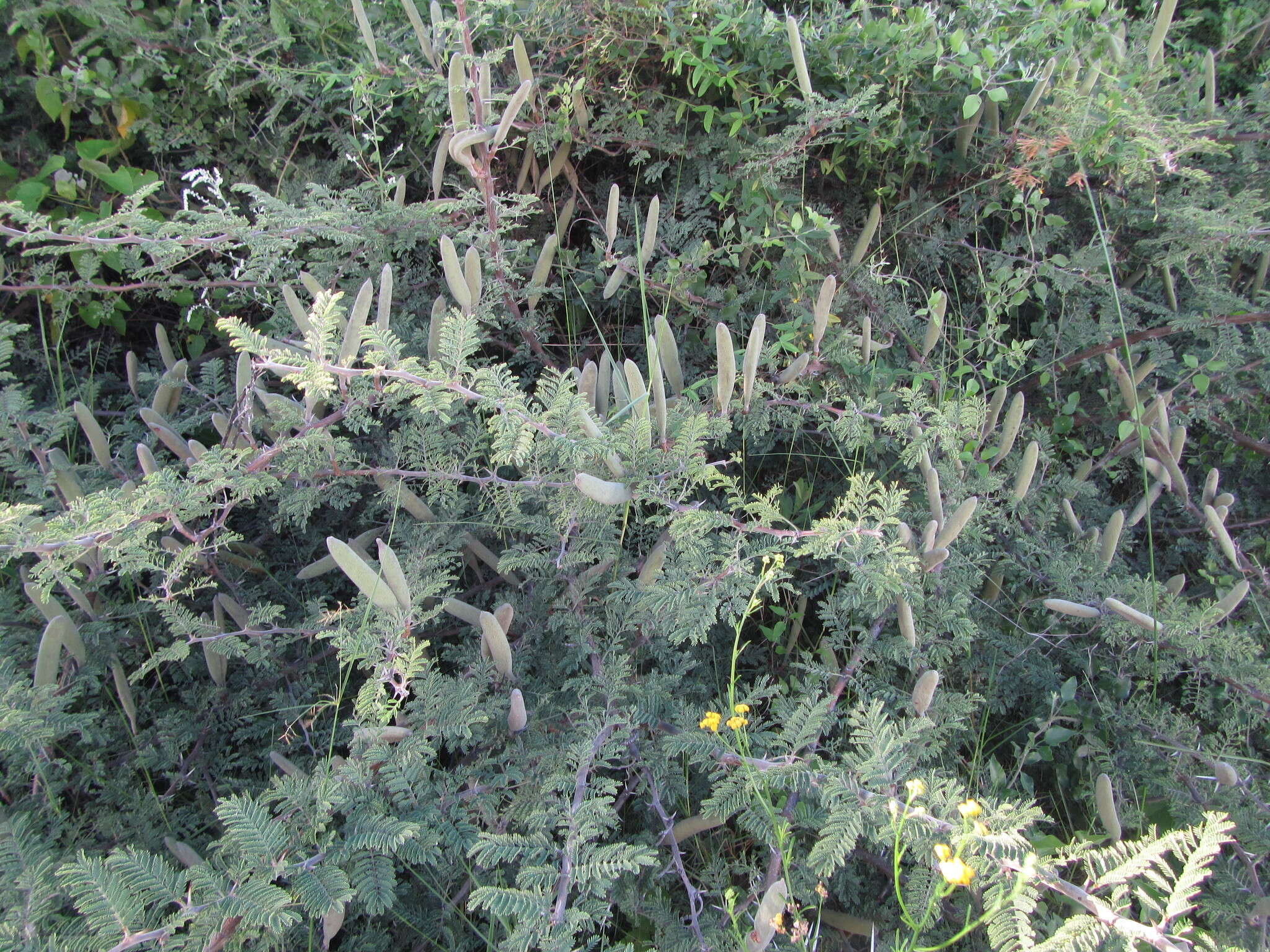 Image of Vachellia hebeclada subsp. chobiensis (O. B. Mill.) Kyal. & Boatwr.