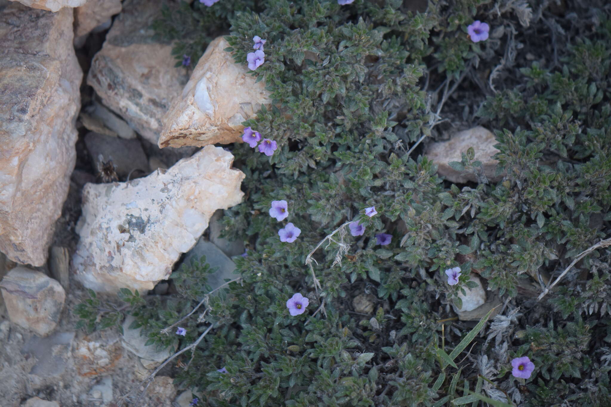 Tiquilia purpusii (Brandeg.) A. Richardson的圖片