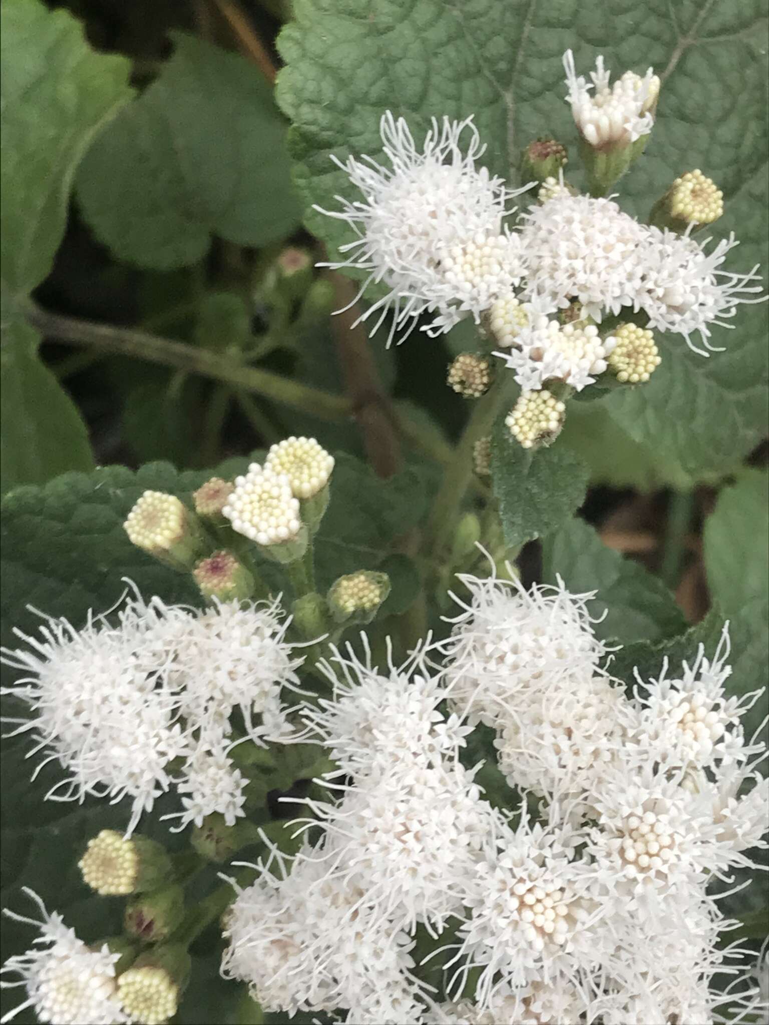 Image of Ageratina petiolaris (Mocino & Sesse ex DC.) R. King & H. Rob.