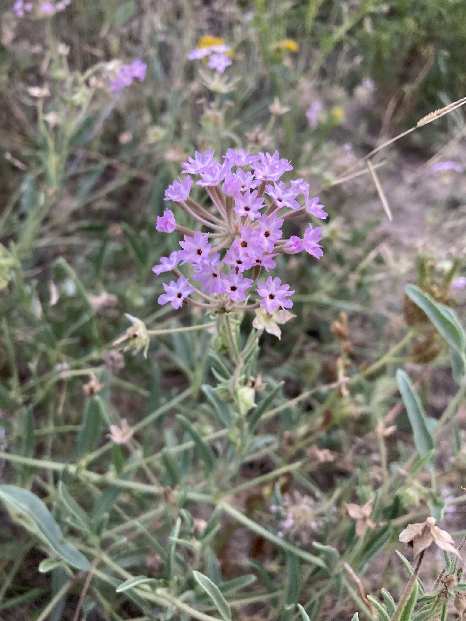 Image of Carleton's sand verbena