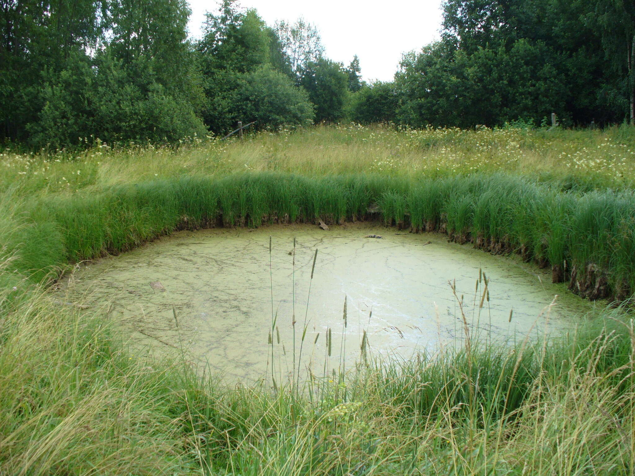 Carex acuta L. resmi