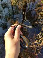 Image of Striped Crayfish Snake