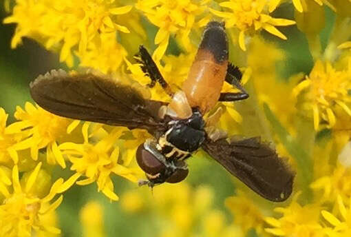 Image of Tachinid fly