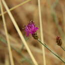 Centaurea attica Nym. resmi