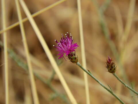 Centaurea attica Nym. resmi