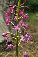 Imagem de Dipodium campanulatum D. L. Jones