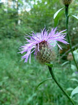 Image of Centaurea phrygia subsp. pseudophrygia (C. A. Mey.) Gugl.