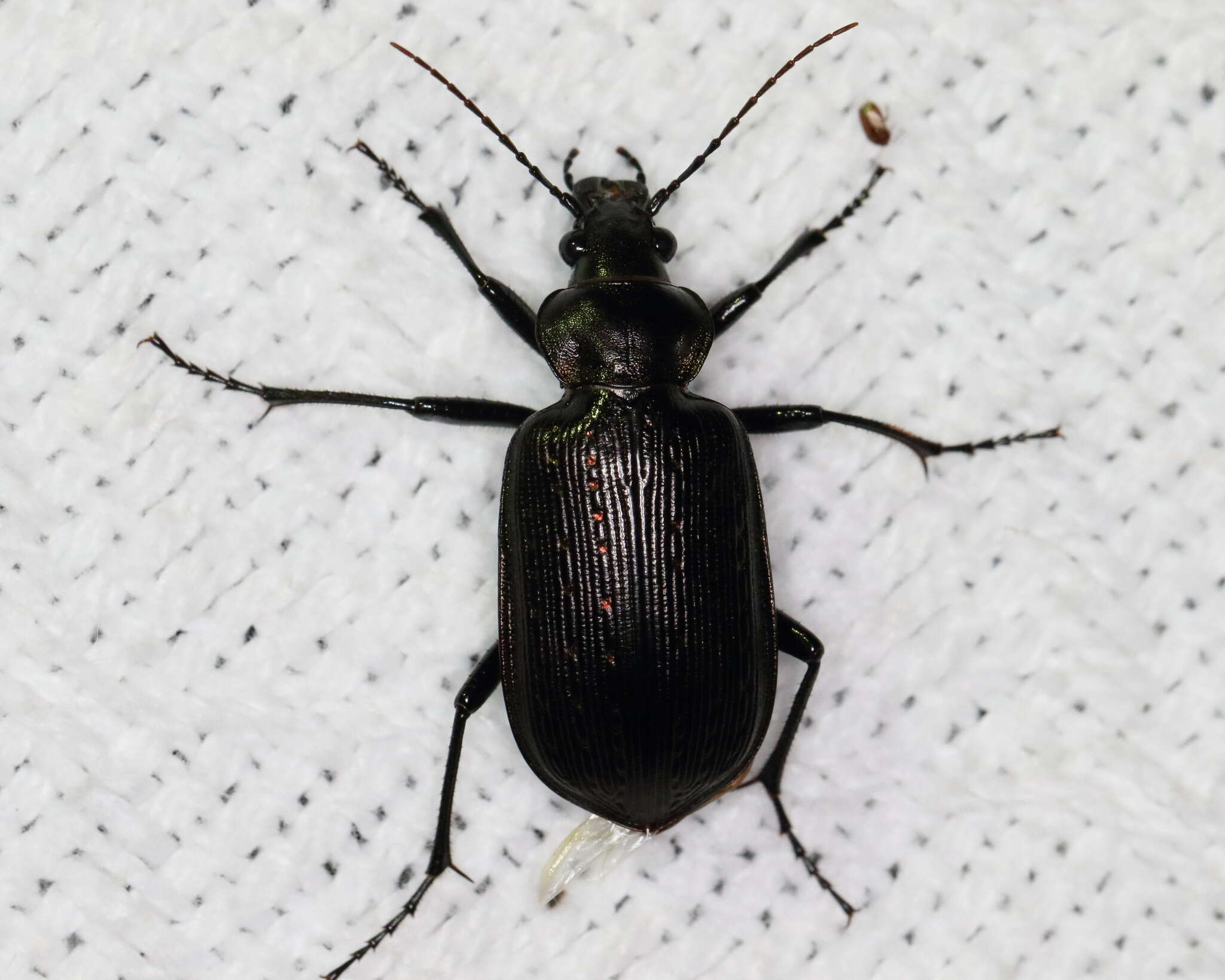 Imagem de Calosoma (Castrida) sayi Dejean 1826