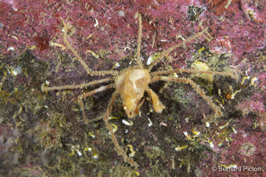 Image of Leach's spider crab