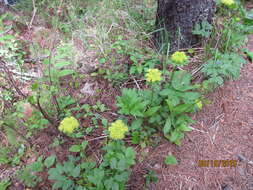 Image of Dawson's Angelica